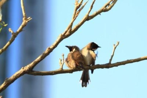 Verdächtiger beobachtet Vögel